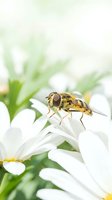Yellow striped hoverfly pollinating white daisy flower in spring garden with soft natural lighting and blurred green foliage background for nature concepts.