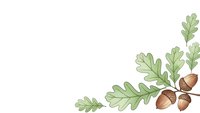 Oak leaves and acorns corner decoration on white background for autumn seasonal designs and natural botanical elements.