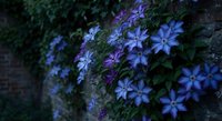 Purple and blue clematis flowers blooming on garden wall with lush green foliage creating romantic outdoor botanical display for landscaping projects.