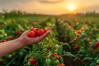 Fresh organic cherry tomatoes held in farmer's hand at sunset over tomato field, perfect for agriculture, farming, and healthy eating lifestyle concepts.