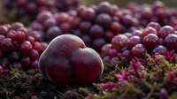 Fresh red plums scattered on moss with autumn cranberries creating rustic harvest scene for seasonal cooking and organic farming content.