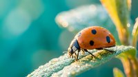 Orange ladybug beetle crawling on textured green plant stem with soft turquoise bokeh background in natural garden setting for nature and wildlife themes.