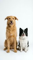 Two friendly dogs sitting together on white background, golden retriever mix and border collie, pet portrait for veterinary or adoption campaigns.
