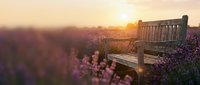 Wooden bench overlooking blooming lavender field at golden hour sunset, peaceful countryside landscape for relaxation and nature themes.