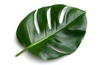 Fresh green monstera leaf isolated on white background. Single tropical plant foliage with natural holes and glossy surface for botanical design.