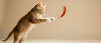 Orange tabby kitten jumping and playing with feather toy against neutral beige background. Playful pet behavior captured in motion for animal lovers.