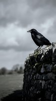 Black raven perched on ancient stone wall against dramatic cloudy sky. Dark atmospheric bird photography for gothic and nature themes.
