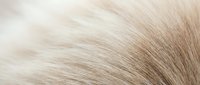 Soft, fluffy white and beige fur texture with gentle waves and natural light, suitable for backgrounds, animal-related designs, and luxury product presentations.