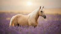 Palomino horse with flowing mane standing in blooming lavender field at golden hour sunrise or sunset. Equine animal in natural landscape setting.