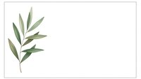 Elegant olive branch with green leaves isolated on white background for natural design projects and botanical illustrations.