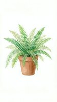 Potted fern plant with lush green feathery fronds in terracotta pot, isolated on white background for interior design and home decor projects.