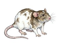 Brown and white spotted rat with pink ears and tail, isolated on white background. Suitable for educational materials, pet care content, zoology resources, and design projects.