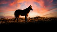 Wolf silhouette standing on grassy hill against dramatic orange sunset sky. Wild canine predator in natural habitat during golden hour twilight.