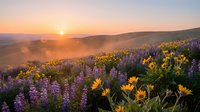 Sunrise over mountain meadow with purple lupine wildflowers and yellow blooms creating colorful spring landscape with golden light and morning mist.