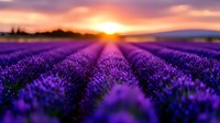 Lavender field at sunset with purple flowers in rows under golden sky. Agricultural landscape with blooming aromatic herbs for relaxation and aromatherapy concepts.