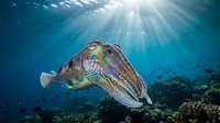 Colorful cuttlefish swimming in deep blue ocean water with sunbeams streaming down from surface above coral reef creating magical underwater scene.