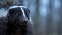 Young skunk kit with distinctive black and white markings in natural forest habitat during twilight hours with soft bokeh background.