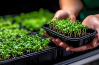 Fresh microgreens growing in black plastic containers held by gardener hands, showing dense green sprouts in natural light for healthy eating and gardening.
