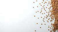 Scattered brown coriander seeds on white background, creating diagonal composition with copy space for food and spice designs.