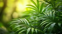 Lush green palm fronds in soft sunlight creating natural tropical atmosphere with selective focus and bokeh background for wellness design.