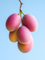 Fresh ripe mangoes hanging on branch with pink yellow gradient skin against clear blue sky background. Tropical exotic fruit harvest season concept.