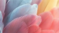 Colorful feather close-up with soft pink and blue tones creating abstract natural texture background for creative design projects.