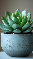 Green succulent plant in round concrete pot with speckled texture. Close-up macro photography shows detailed leaves and modern minimalist design.