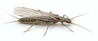 Mayfly insect isolated on white background, showing detailed wings, segmented body and long antennae for educational and scientific use.