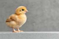 Adorable yellow baby chick standing on light surface against gray background, soft fluffy feathers and curious expression make charming farm animal portrait.