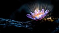 Mystical water lily glowing in darkness against black background, with light rays and golden pollen details creating magical atmosphere. Suitable for spiritual and wellness designs.