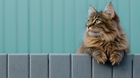 Majestic long-haired tabby cat with fluffy fur resting on gray wooden fence against turquoise wall background, looking up with alert expression and relaxed posture.
