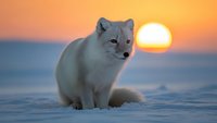 Arctic fox sitting in snow during golden sunset with warm orange sky background creating peaceful winter wildlife scene.