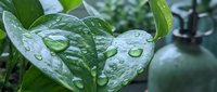 Fresh green leaves with water droplets after rain creating natural morning dew pattern for wellness and nature concepts.