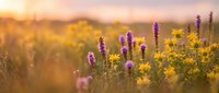 Purple wildflowers and yellow blooms in golden sunset light creating warm natural meadow scene with soft bokeh background for wellness and nature themes.