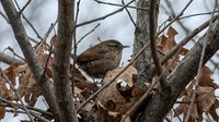 Small brown wren perched among bare branches with dried leaves, winter wildlife scene suitable for nature, seasonal, and ornithology projects.