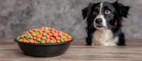 Hungry Border Collie dog looking at bowl filled with colorful dry pet food kibbles on wooden table against textured gray wall background.