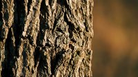 Tree bark texture with deep crevices and natural patterns in warm brown tones, suitable for backgrounds, nature designs, and environmental graphics.