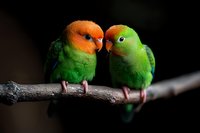 Pair of peach-faced lovebirds perched together on branch against dark background, showing affection and bonding behavior in vibrant orange and green plumage.