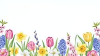 Spring flower border with tulips daffodils hyacinths and cherry blossoms on white background for greeting cards seasonal designs and decorations.