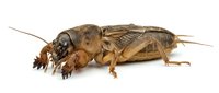 Mole cricket isolated on white background, showing detailed view of burrowing insect with powerful front legs and wings for educational and nature design purposes.
