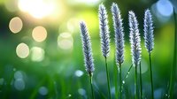 Delicate purple grass flowers backlit against soft bokeh green background with morning dew drops creating dreamy natural macro photography effect.
