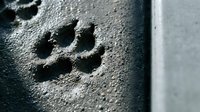 Dog paw print impression in wet concrete surface showing detailed toe and pad marks with textured cement background for construction themes.