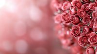 Delicate coral pink roses in soft focus with bokeh background create romantic mood. Fresh blooming flowers form elegant floral composition for wedding and celebration designs.