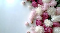Romantic floral border with pink and white peonies arranged on light background, soft focus blooming flowers create elegant frame composition.