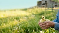 Young duckling held in weathered farmer hands against rural farmland backdrop with yellow wildflowers and rustic barn, representing agriculture and poultry farming.