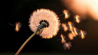 Delicate dandelion seeds floating in evening light against dark background, captured in magical moment as wind carries fluffy seedheads through golden sunlit air.