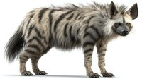 Striped hyena standing in profile view with distinctive fur pattern and alert posture against white background, ready for wildlife publications.
