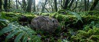 Wild rabbit sitting among lush green moss and ferns on a forest floor, surrounded by trees in a dense woodland environment.