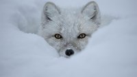 Arctic fox with piercing amber eyes emerging from deep white snow, showcasing winter wildlife adaptation and survival in harsh polar conditions.