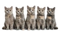 Five adorable gray tabby kittens sitting in row on white background, perfect for pet care advertising, veterinary clinics, animal shelters promotional materials.